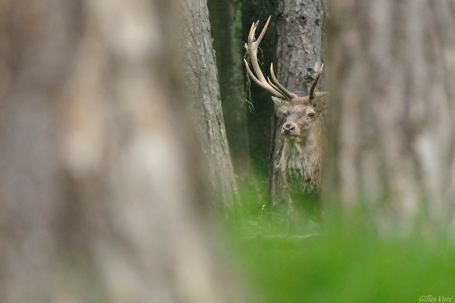 Cerf élaphe