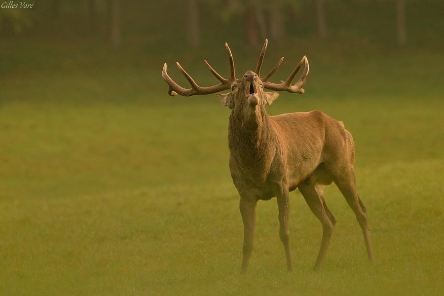 Cerf élaphe