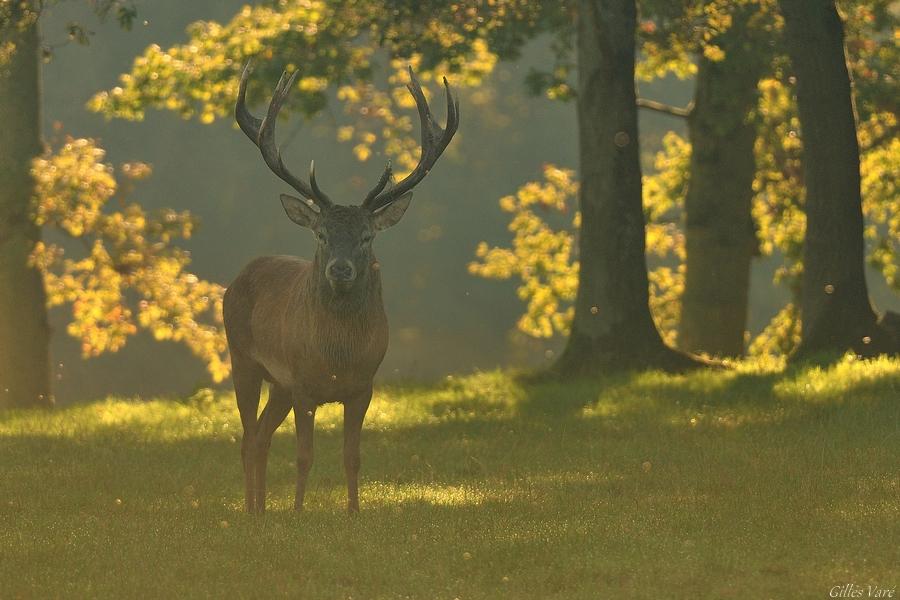 Cerf élaphe