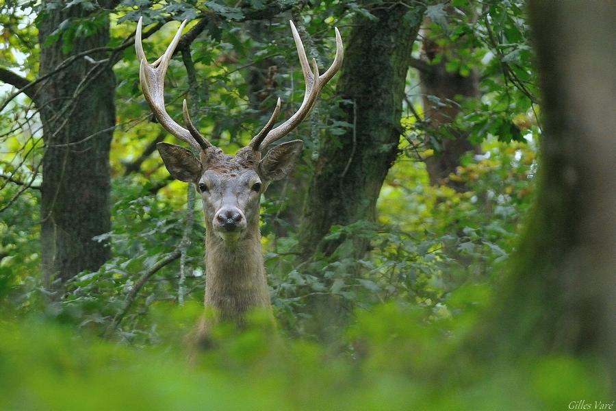 Cerf élaphe