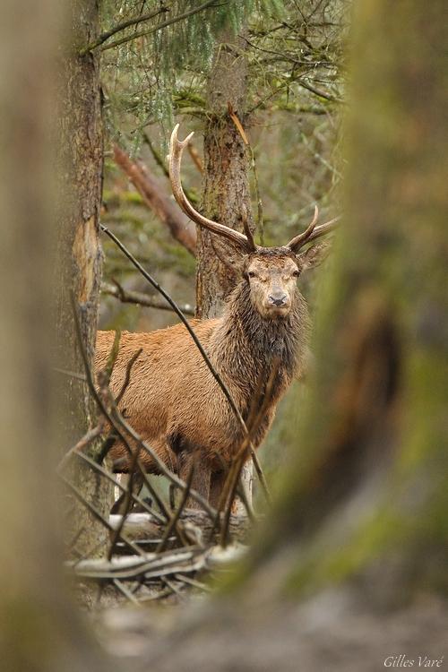 Cerf élaphe