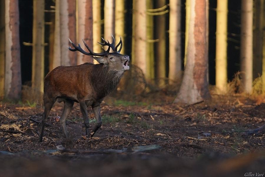 Cerf élaphe