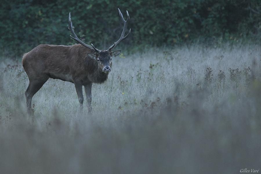 Cerf élaphe