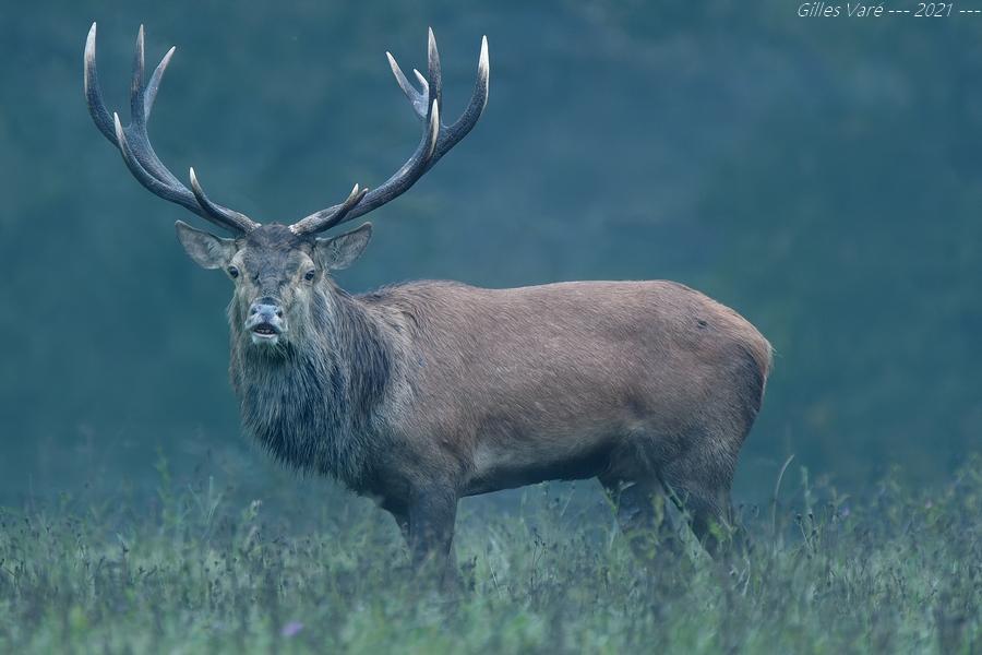 Cerf élaphe 16 cors irrégulier