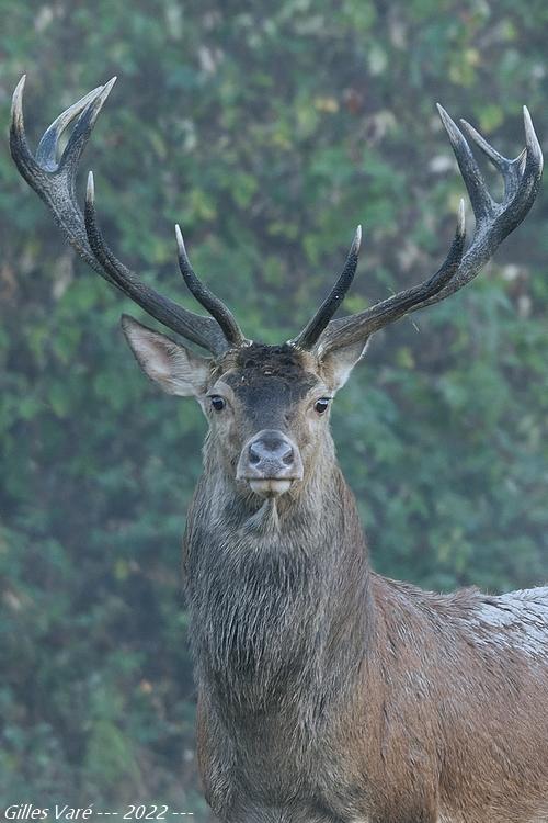 Cerf élaphe