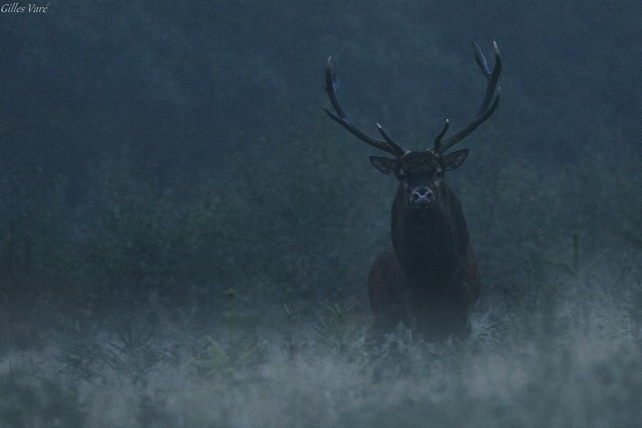 Cerf élaphe