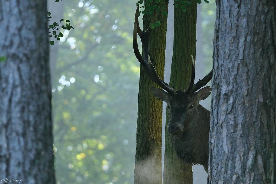 Cerf élaphe