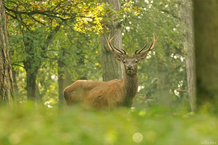 Cerf élaphe