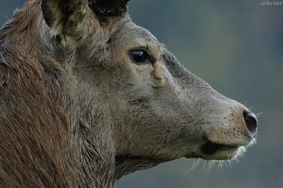 Cerf élaphe