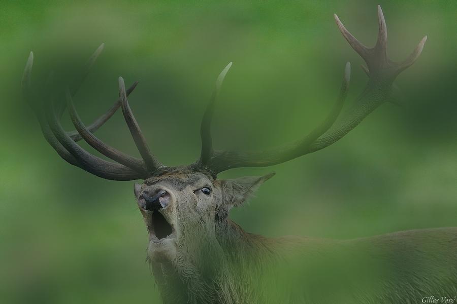 Cerf élaphe