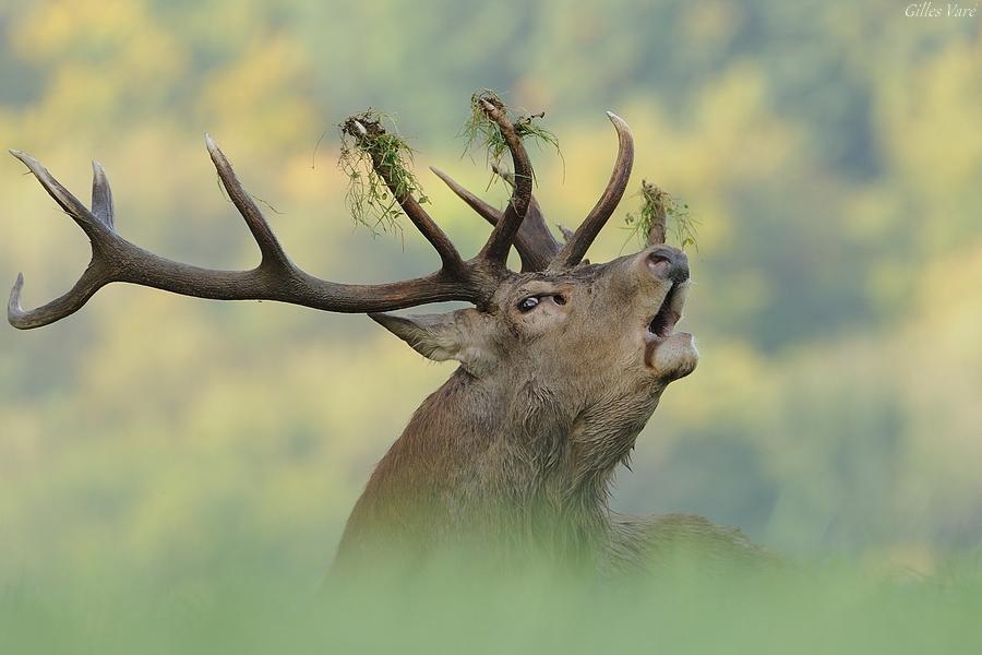 Cerf élaphe