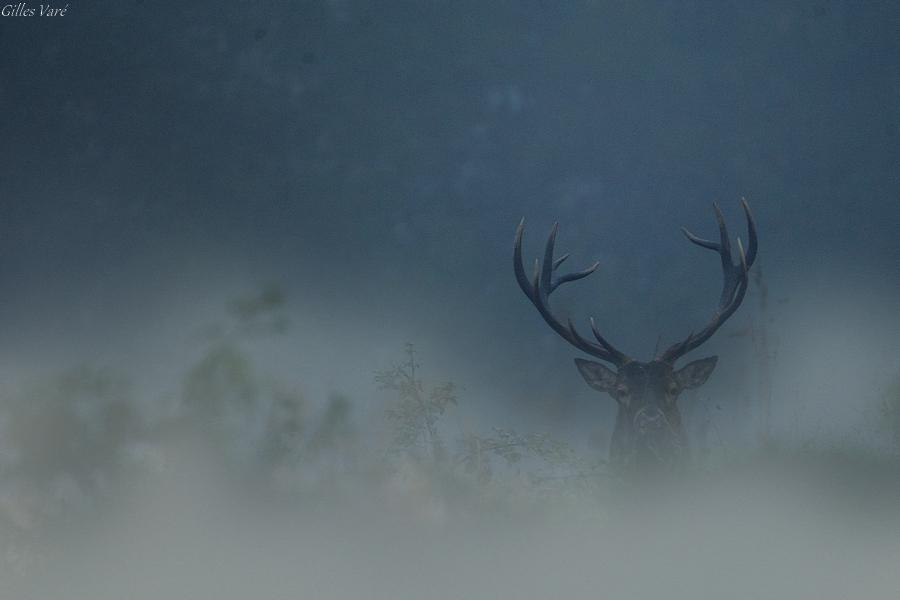 Cerf élaphe