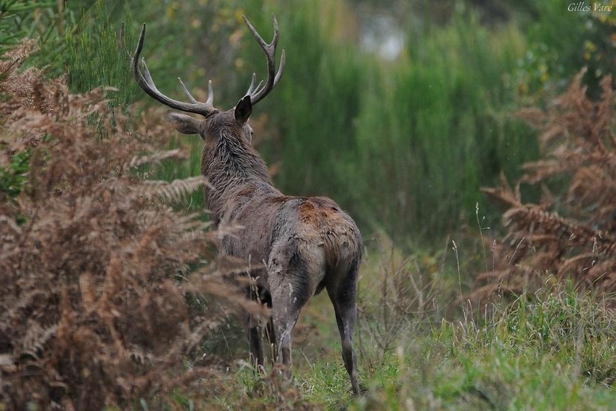 Cerf élaphe