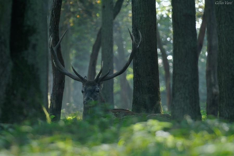 Cerf élaphe