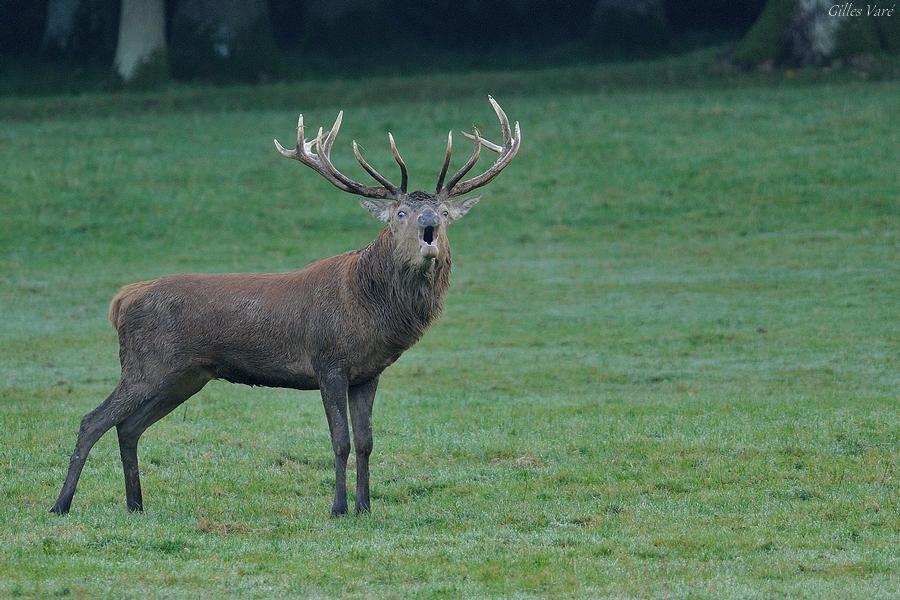 Cerf élaphe