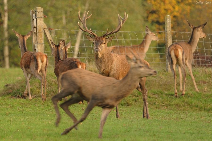 Cerf élaphe