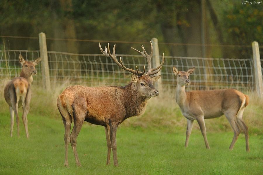 Cerf élaphe