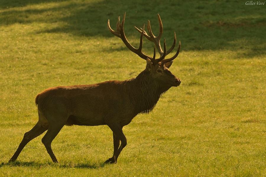 Cerf élaphe