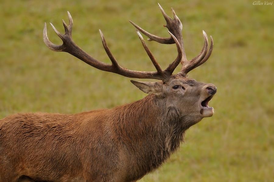 Cerf élaphe