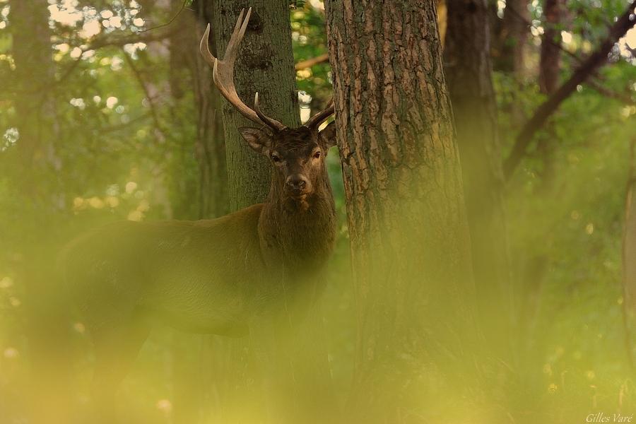 Cerf élaphe