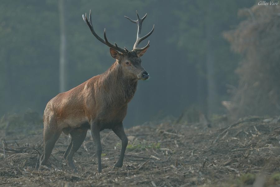 Cerf élaphe