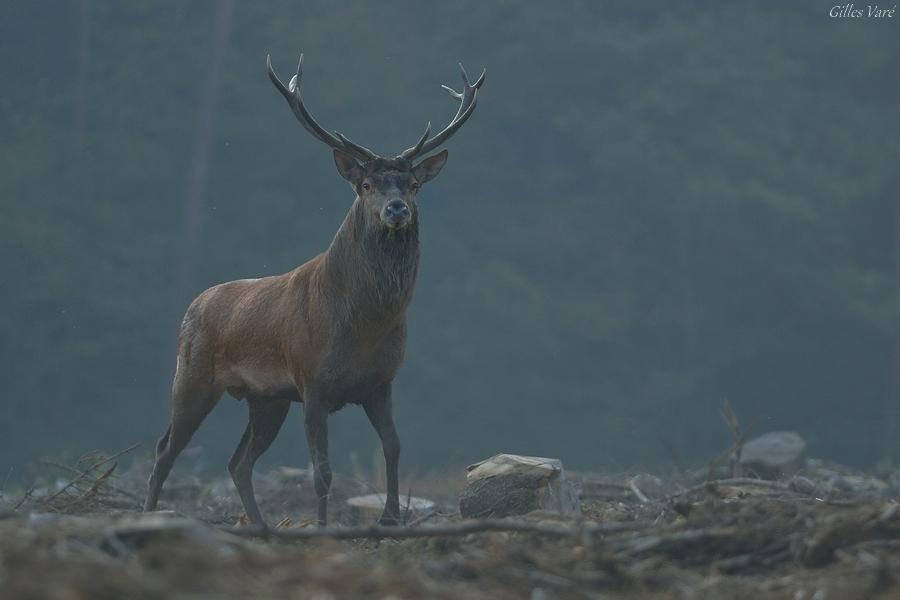 Cerf élaphe