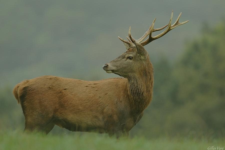 Cerf élaphe