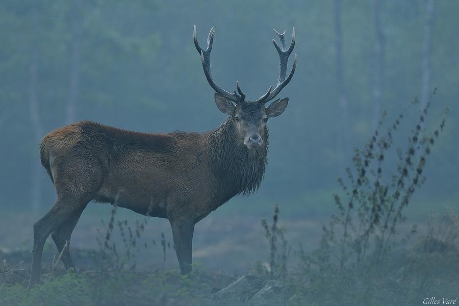 Cerf élaphe