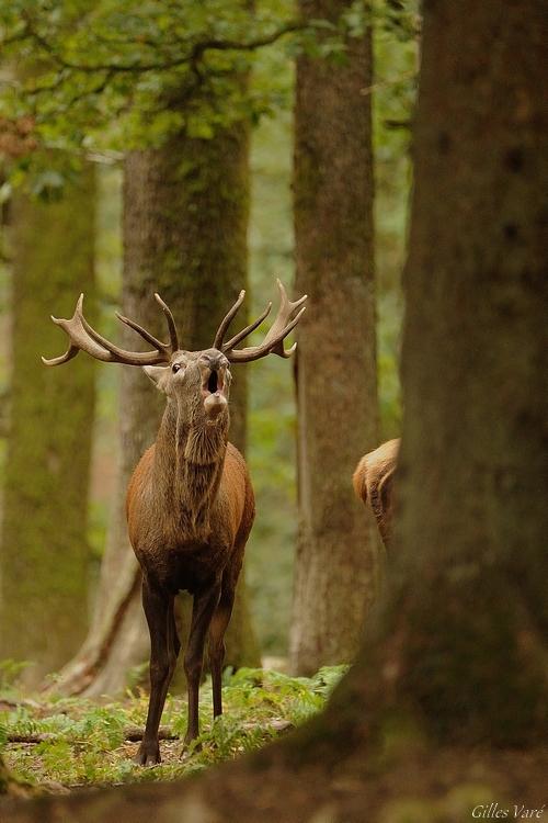 Cerf élaphe