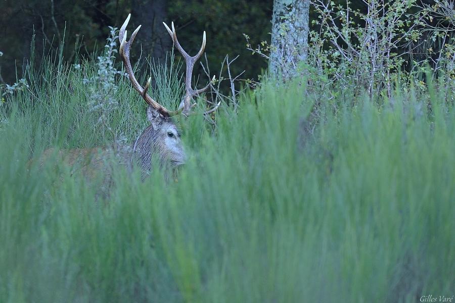 Cerf élaphe