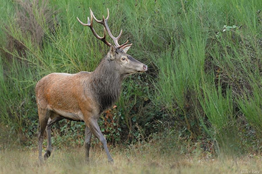 Cerf élaphe