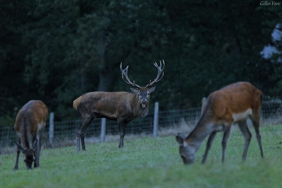 Cerf élaphe