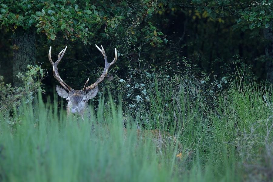 Cerf élaphe