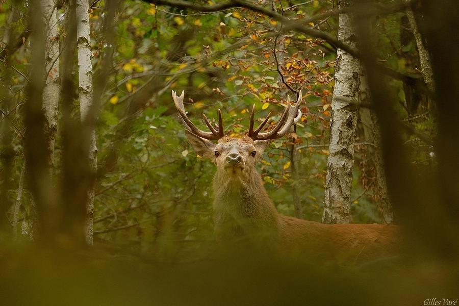 Cerf élaphe