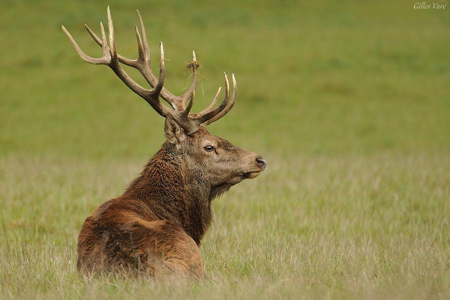 Cerf élaphe