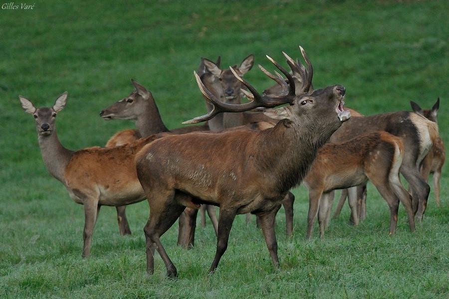 Cerf élaphe