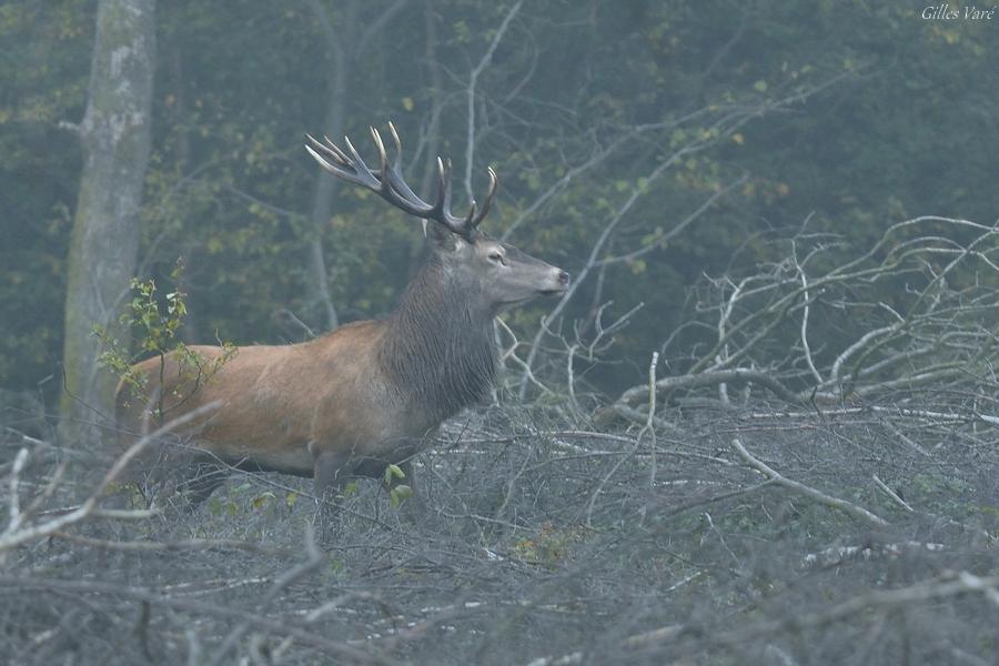 Cerf élaphe