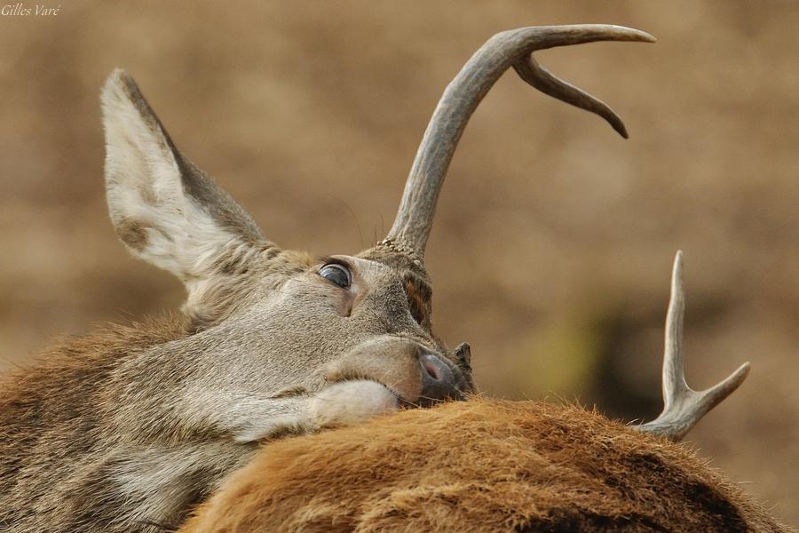 Cerf élaphe