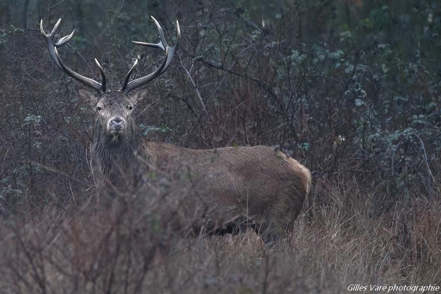 Cerf élaphe