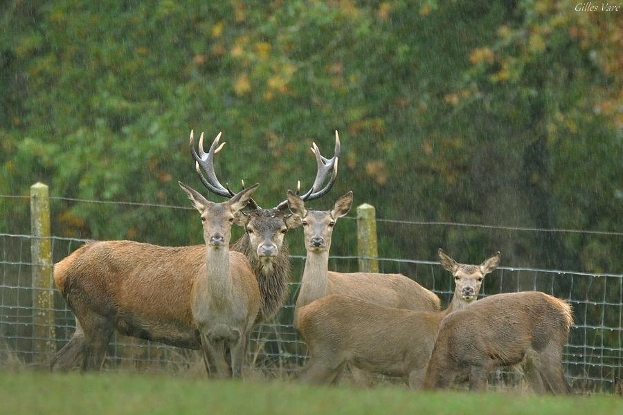 Cerf élaphe