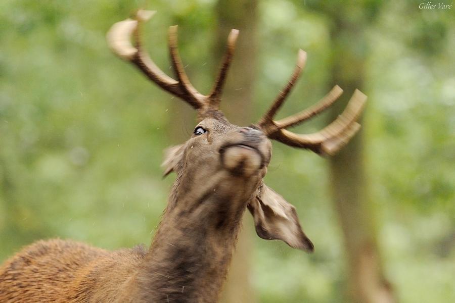 Cerf élaphe