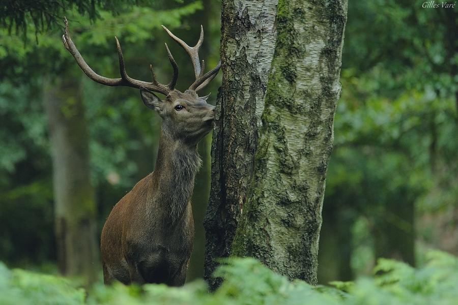 Cerf élaphe