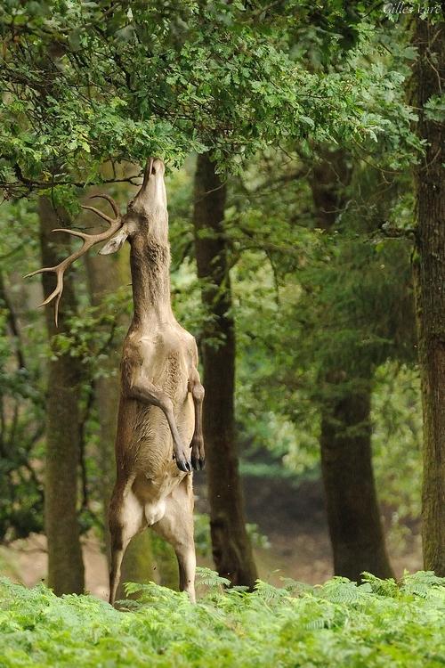 Cerf élaphe