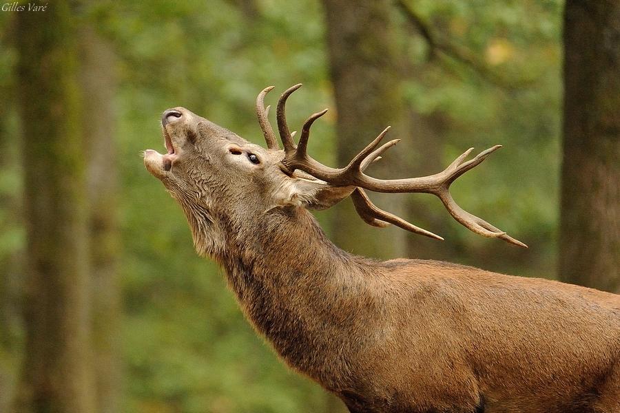 Cerf élaphe