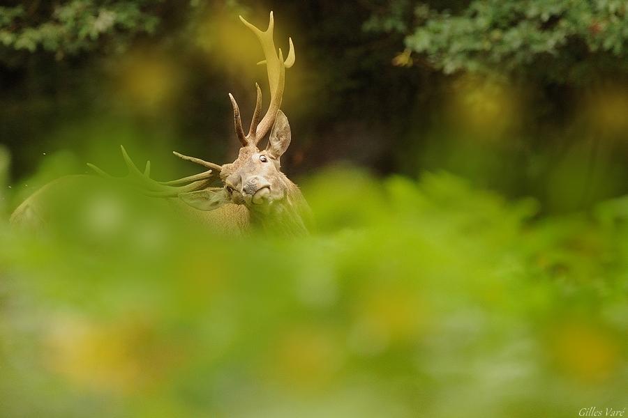 Cerf élaphe