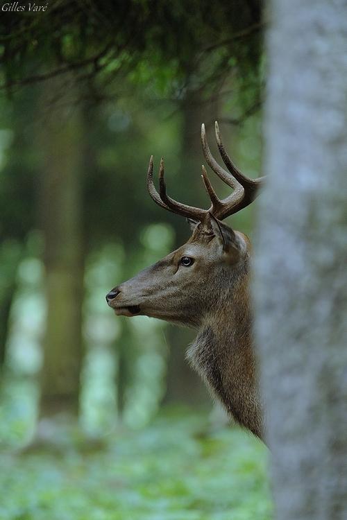 Cerf élaphe