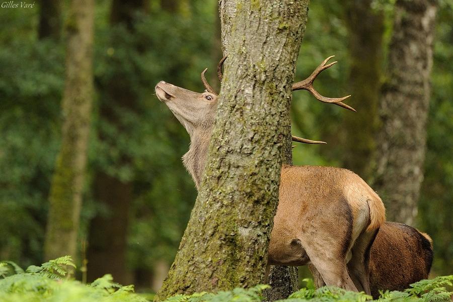 Cerf élaphe