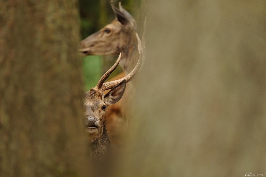 Cerf élaphe