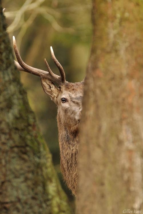 Cerf élaphe