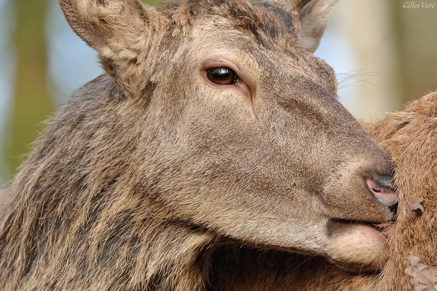 Cerf élaphe